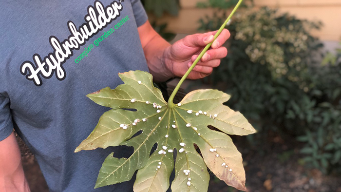What Are Scale Insects?