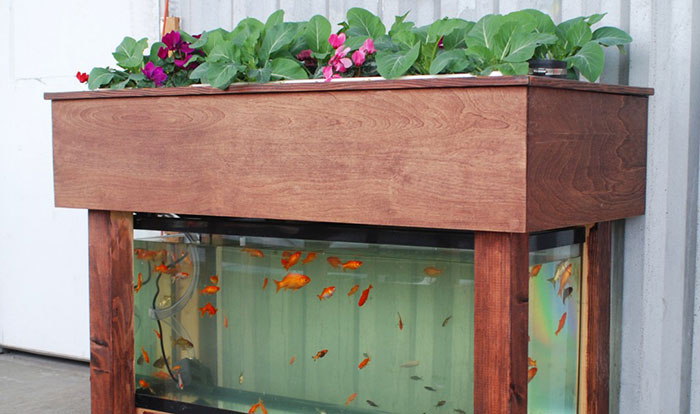 DIY-aquaponics How To Build An Aquaponics System Cheap (Step By Step)