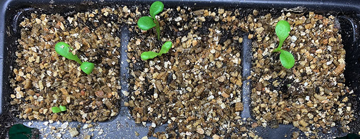 use-vermiculite What Is Vermiculite Used For?