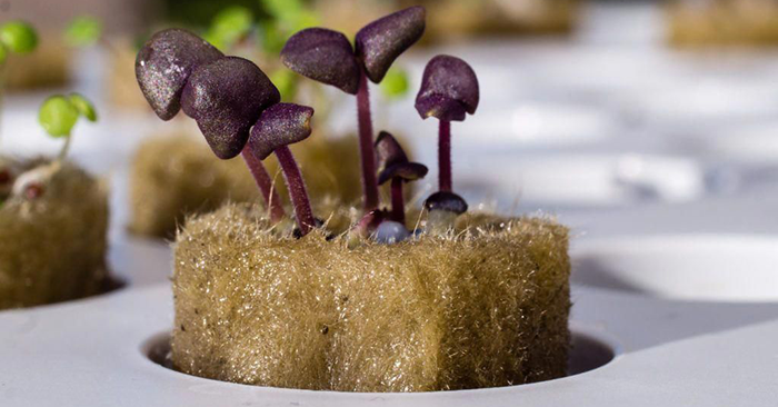 How To Grow Hydroponic Mushrooms