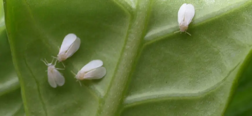 how to get rid of whiteflies on plants