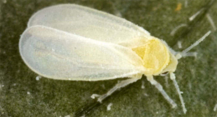 whitefly how to kill whiteflies