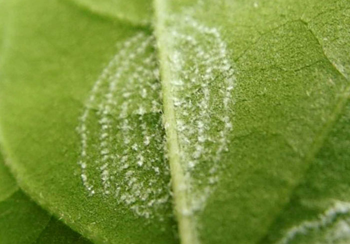 whitefly-eggs whitefly eggs