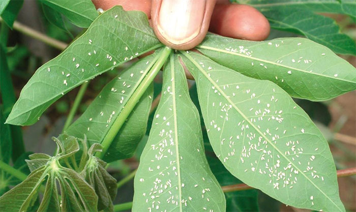 whiteflies Signs of a Whitefly Infestation