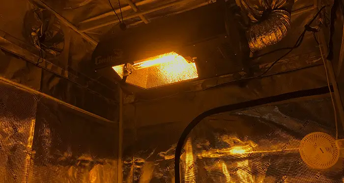 excessive heat and light can cause leaves to curl up