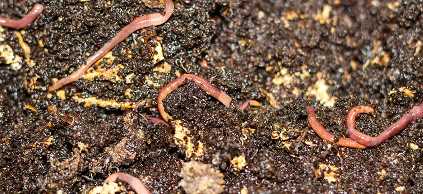 How To Use Worm Castings