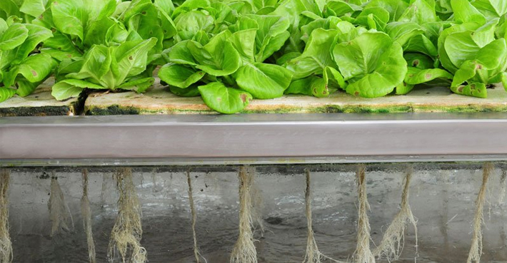 aero-vs-hydro Aeroponics vs Hydroponics - Which Is Better For You?