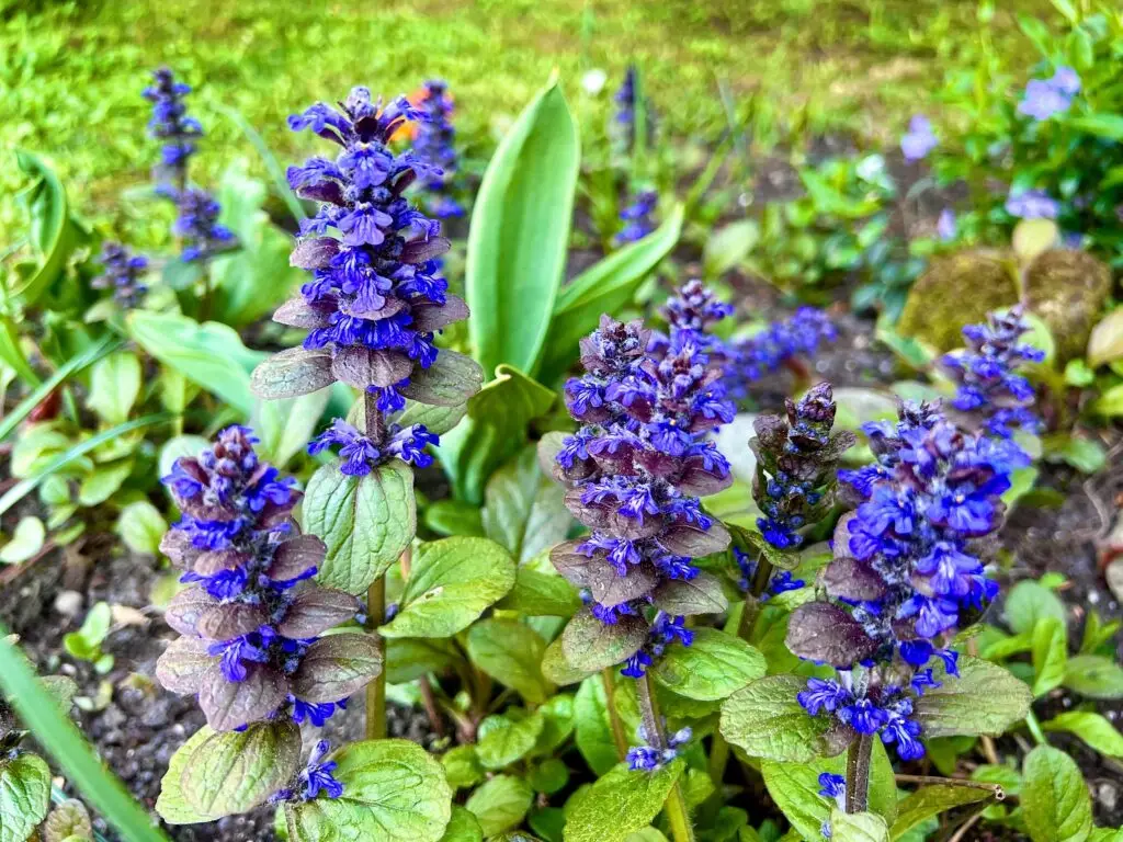 Image of Bugleweed Care