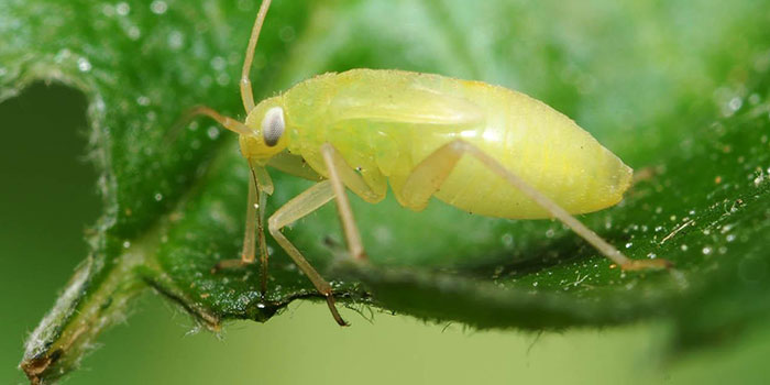 prevent-aphids Ants farm Aphids for their honeydew