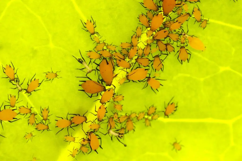 Dense cluster of green aphids feeding on the underside of a cannabis leaf with visible honeydew
