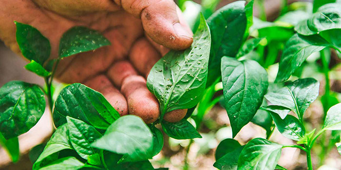 sucking-pests Check For Sucking Pests On Your Leaves