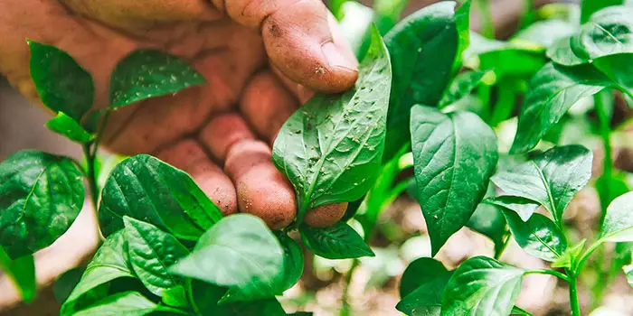 Check For Sucking Pests On Your Leaves
