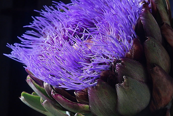 arithcokes How Long Does It Take To Grow An Artichoke Plant?