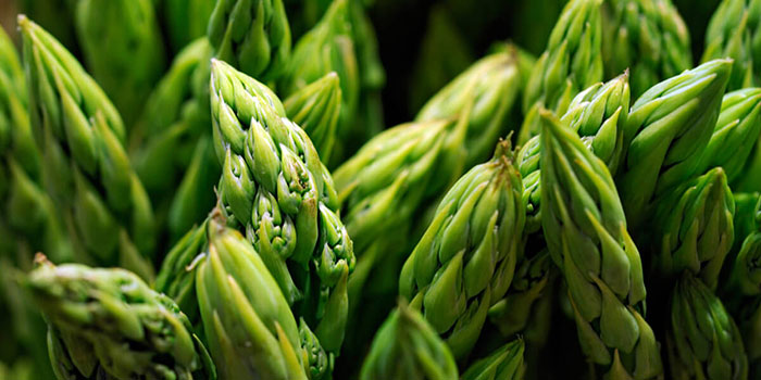 hydroponic-asparagus How To Harvest Your Hydroponically Grown Asparagus