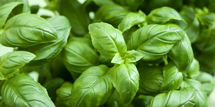 basil Can Basil Be Grown Hydroponically?