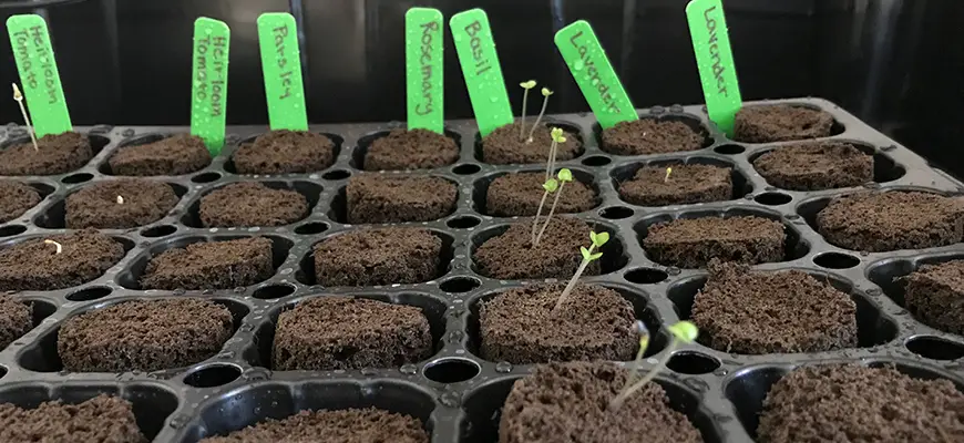 best seed starter kit of 2021