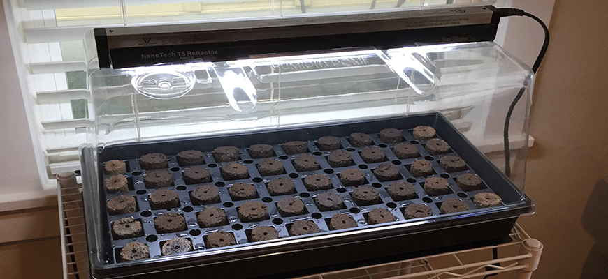 the best seed starter kit of 2021