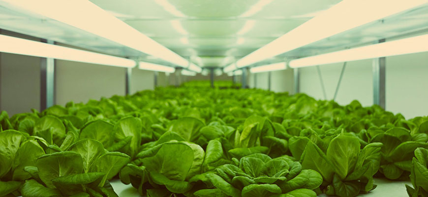 best t5 grow lights