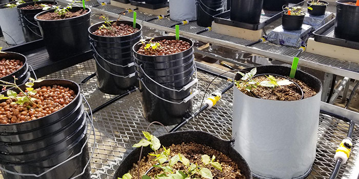hydroponic-blueberries Pruning Your Hydroponic Blueberry Garden