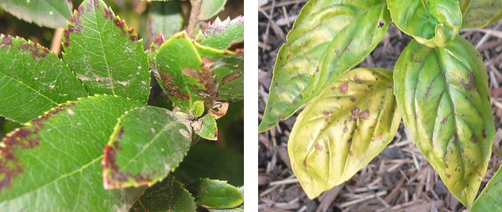 boron Boron nutrient deficiency for plants
