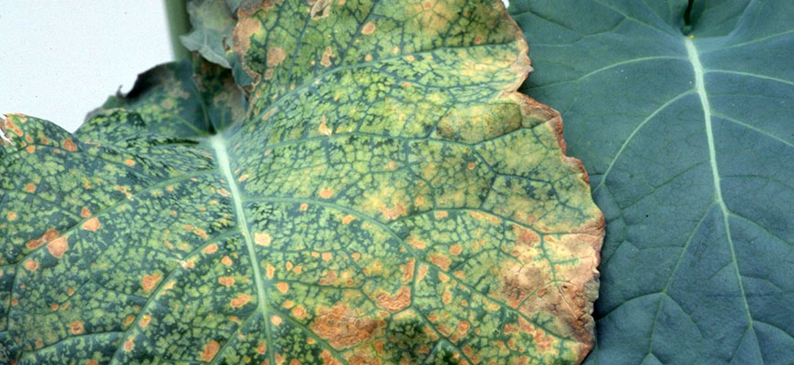 Boron for plants - nutrient deficiency and toxicity
