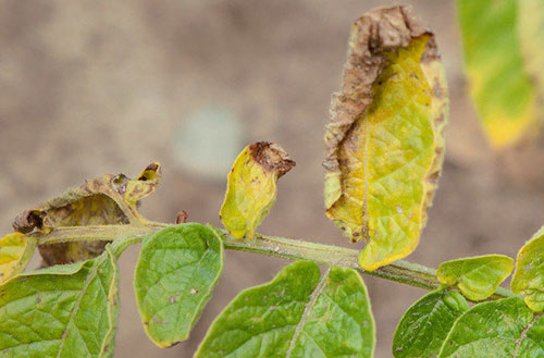 prevent viticillium wilting