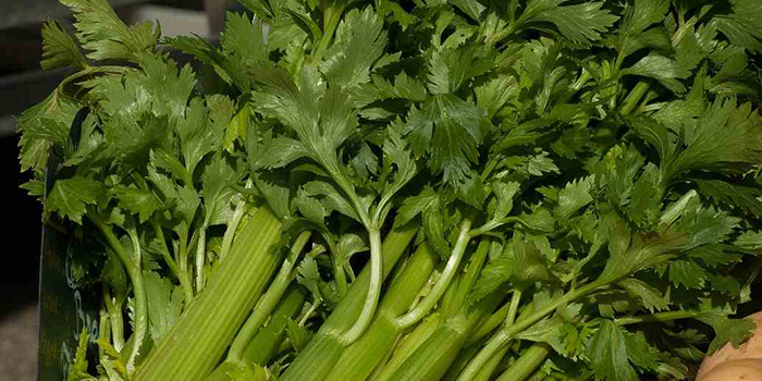 hydro-celery How Long Does It Take To Grow Celery Hydroponically?