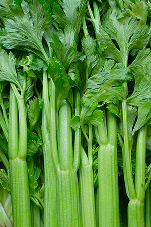 Caring For Your Hydroponic Celery