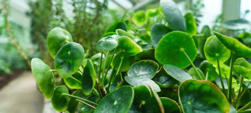 Chinese Money Plant Care Guide