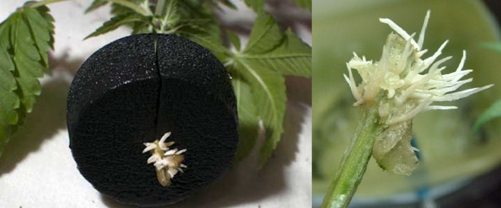 apply-hormones Apply To The Exposed Stalk