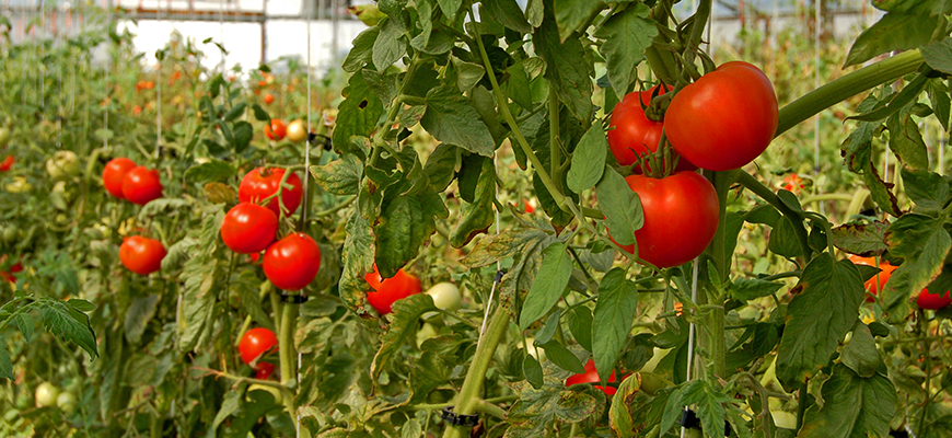 cloning tomato plants