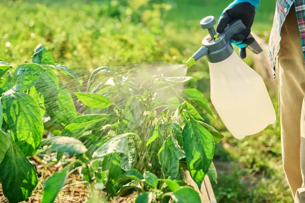 Close up of Gardener Spraying garden