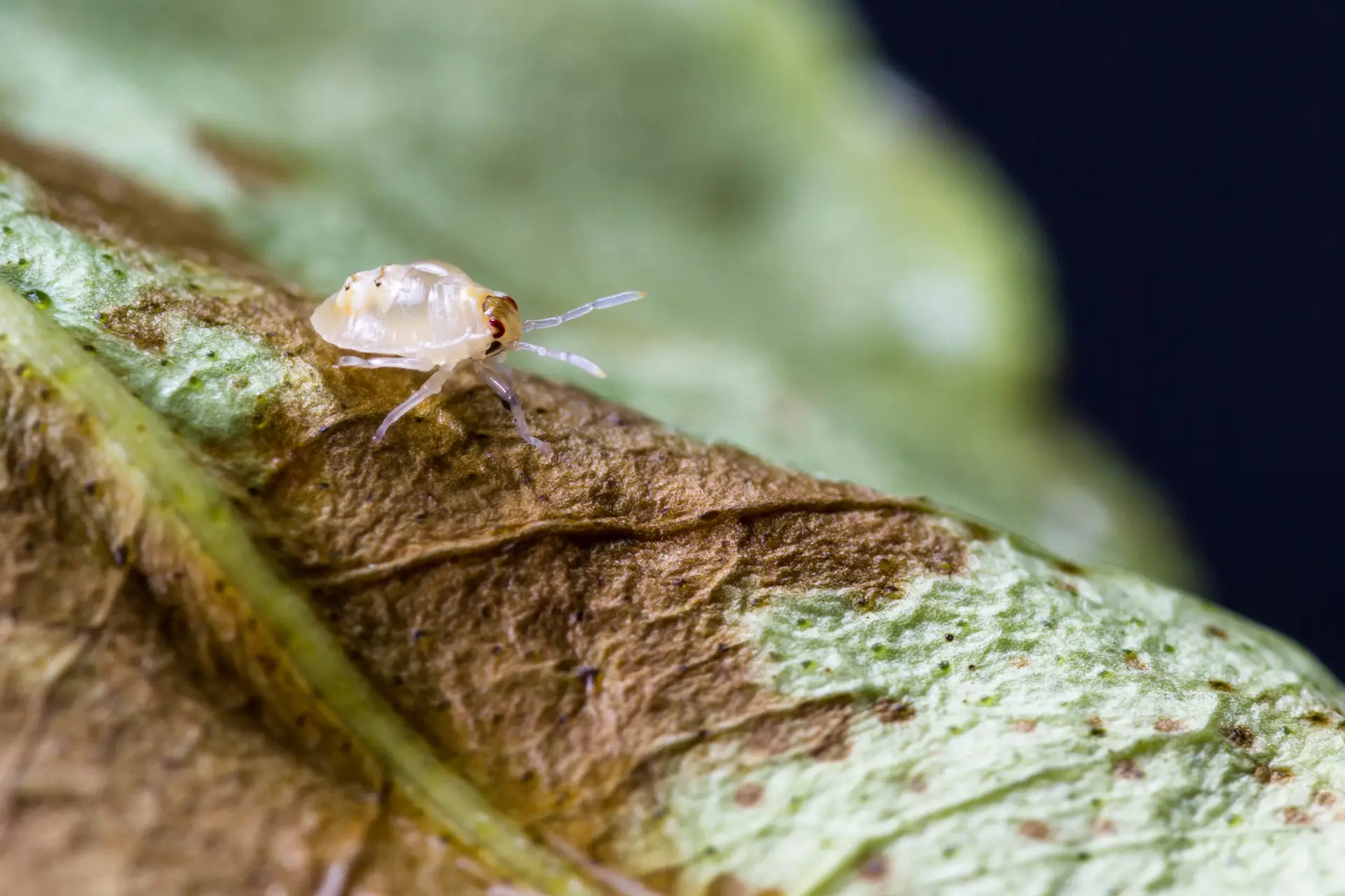 Close up of spider mite on dying leaf