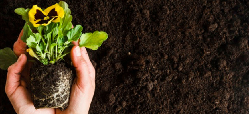 coco vs soil - which grow media is better?