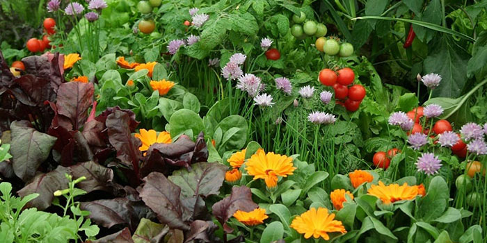 Benefits Of Companion Planting In The Garden