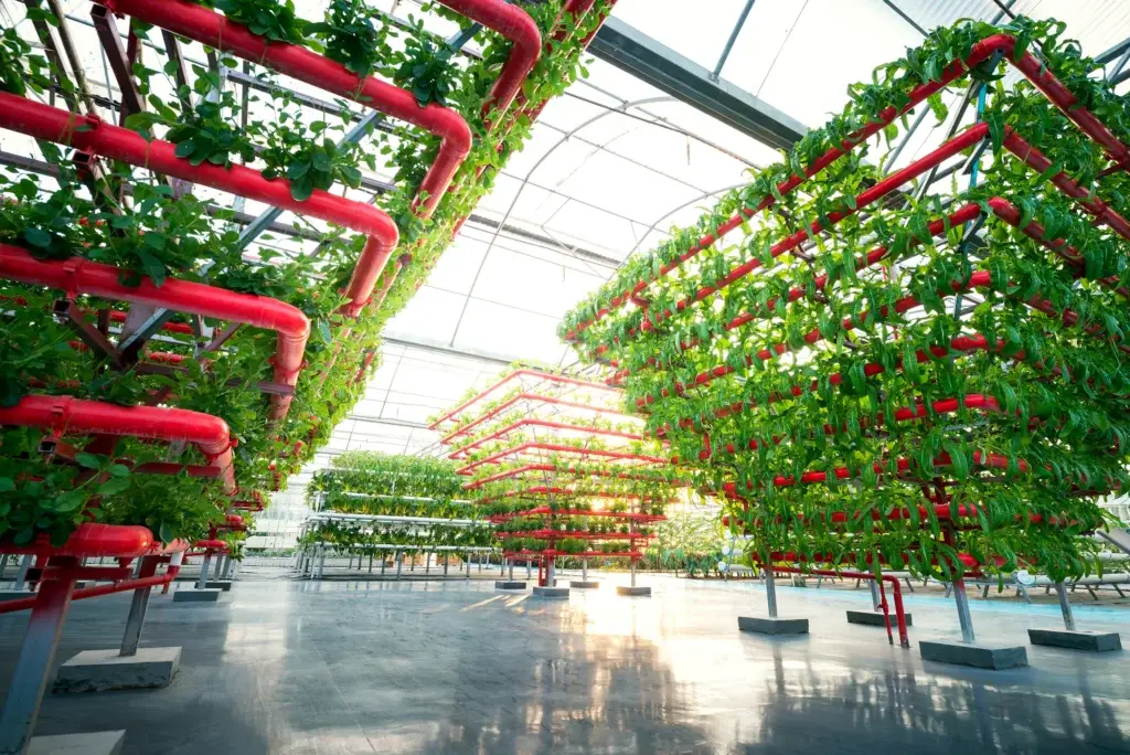Commercial vertical grow room with multiple tiers and automated irrigation