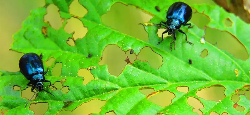 most common garden pests & diseases