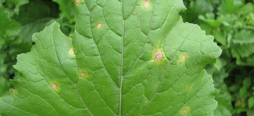Copper (Cu) Nutrient Deficiencies In Plants