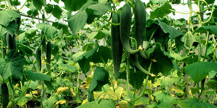 cucumbers What Are The Benefits Of Growing Cucumbers Hydroponically?