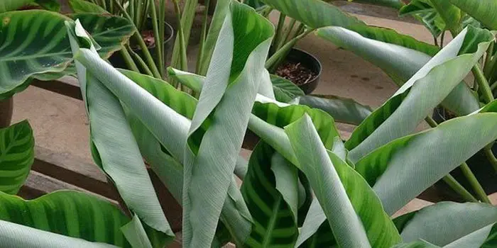 Extreme Humidity Can Cause Foliage Curls Too