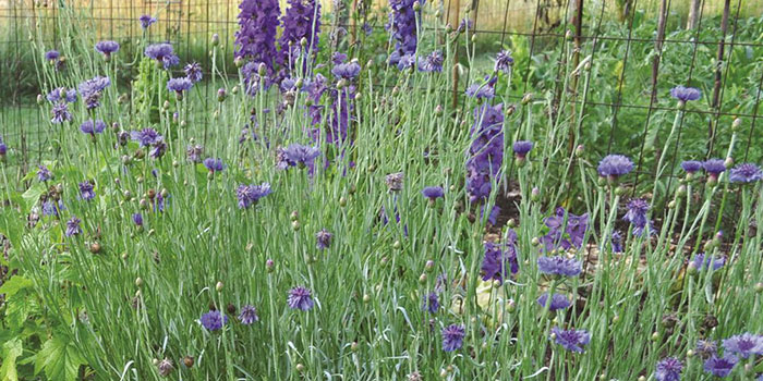 growing-delphinium Use Plant Support When Growing Delphiniums