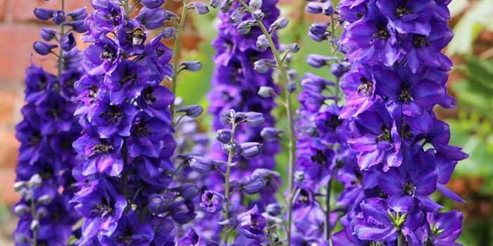 how-to-grow-delphinium How Do You Get Delphiniums To Rebloom?