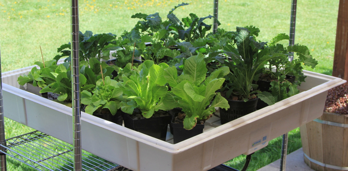 grow-lettuce-home Hydroponic Ebb & Flow Systems for lettuce