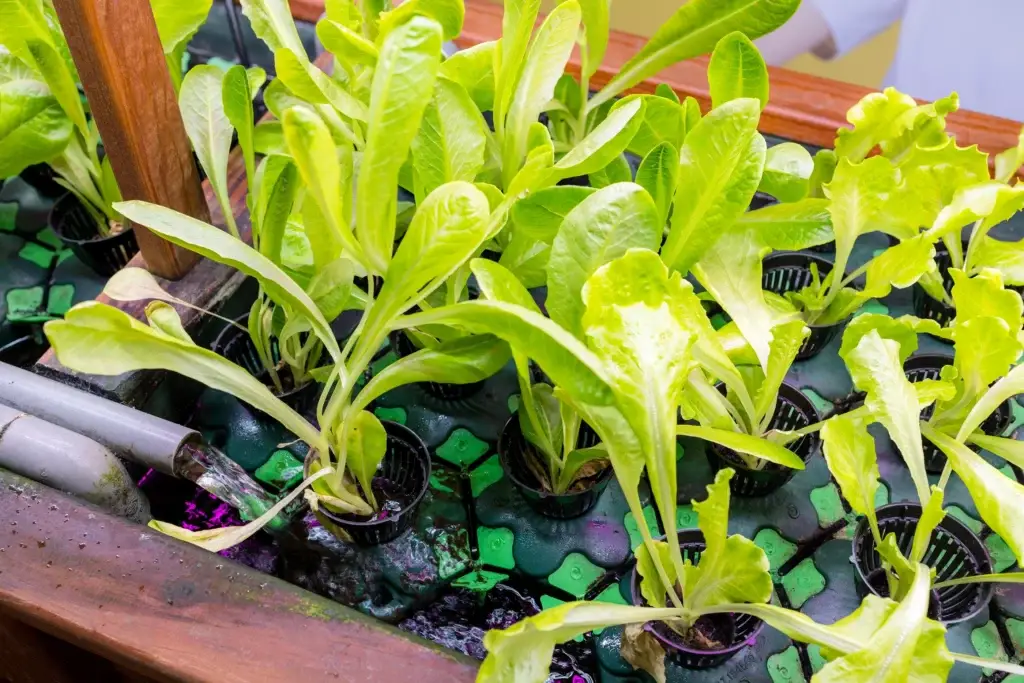 Ebb and flow hydroponic tray with lettuce seedlings and growing media in net pots