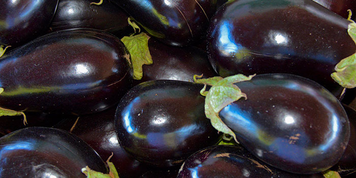 hydroponic- eggplant Hydroponic Eggplant Propagation - Seeds vs Clones