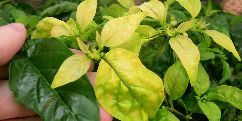 light-stress What Is Light Stress In Plants?