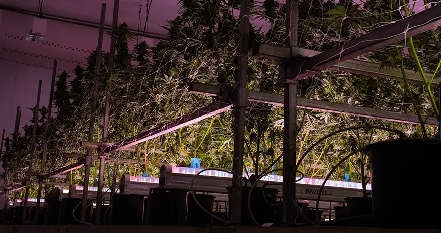 Faven Chroma under-canopy LED bar mounted on adjustable stand positioned between cannabis rows at substrate height