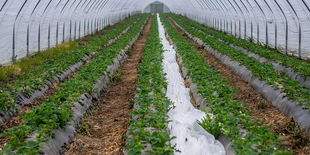 Image of a field drip irrigation setup in a greenhouse tunnel