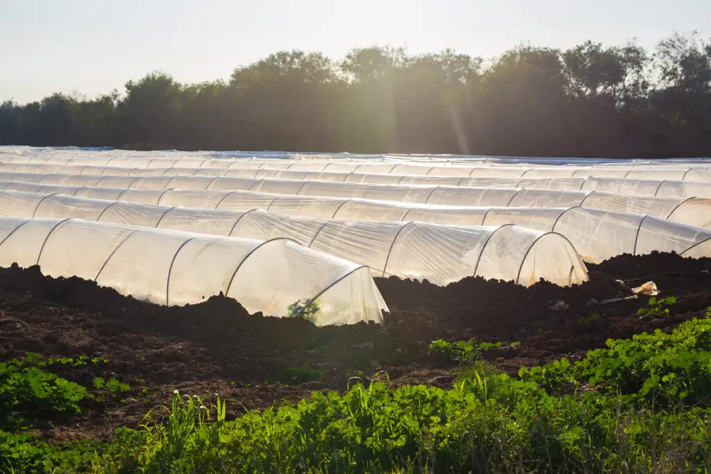 Floating row covers installed over vegetable garden beds protecting plants from pests