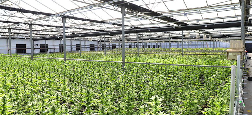 cannabis garden with blooming plants